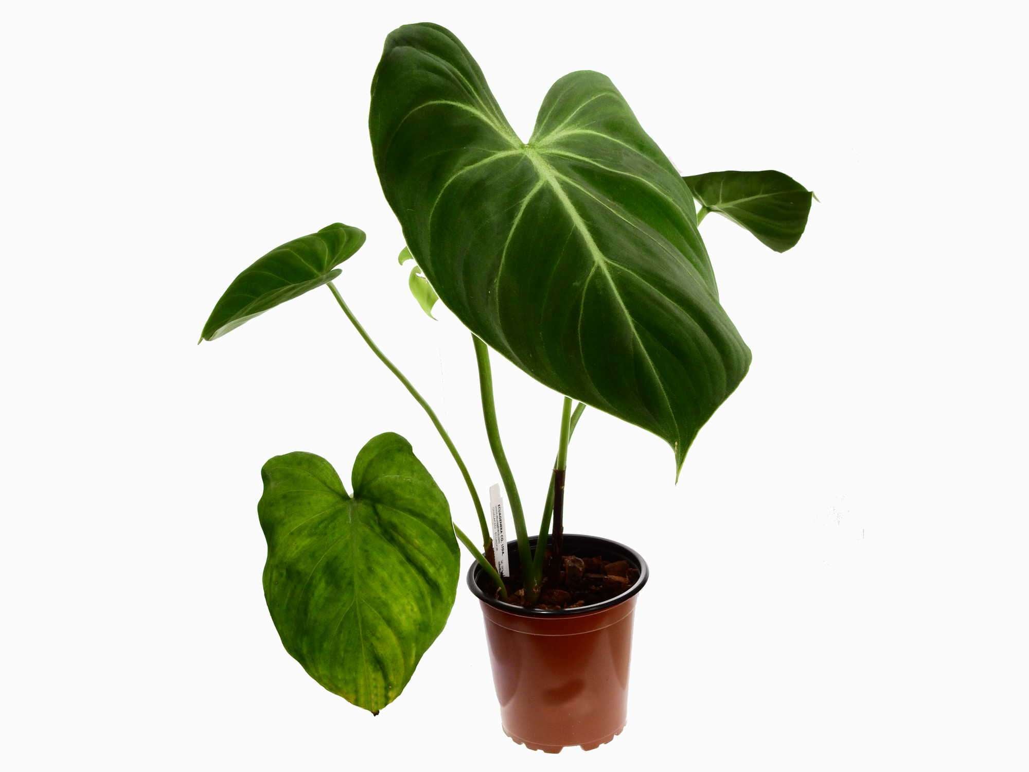 Philodendron gloriosum 'Verde' — Ecuagenera Europe GmbH