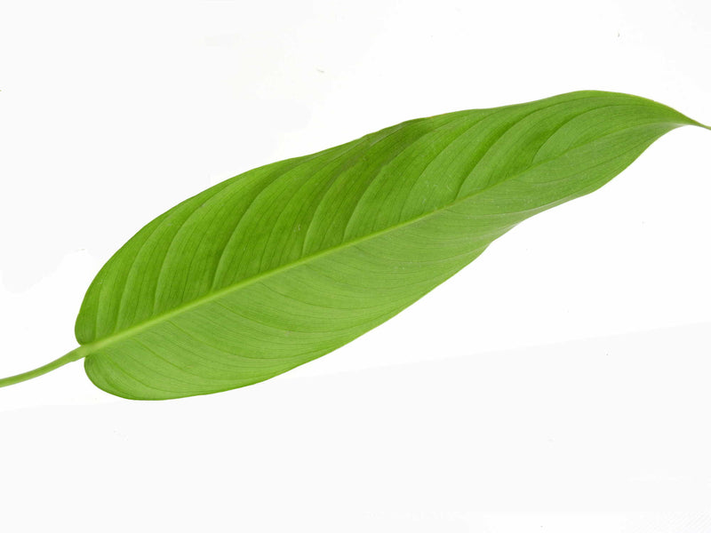 Philodendron heterocraspedon