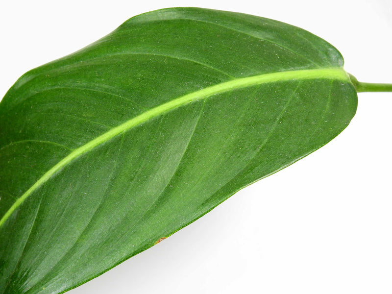 philodendron hetero Philodendron heterocraspedon — Ecuagenera Europe GmbH