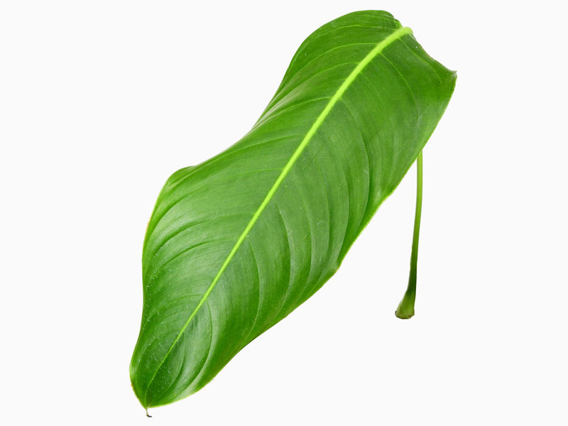 Philodendron heterocraspedon