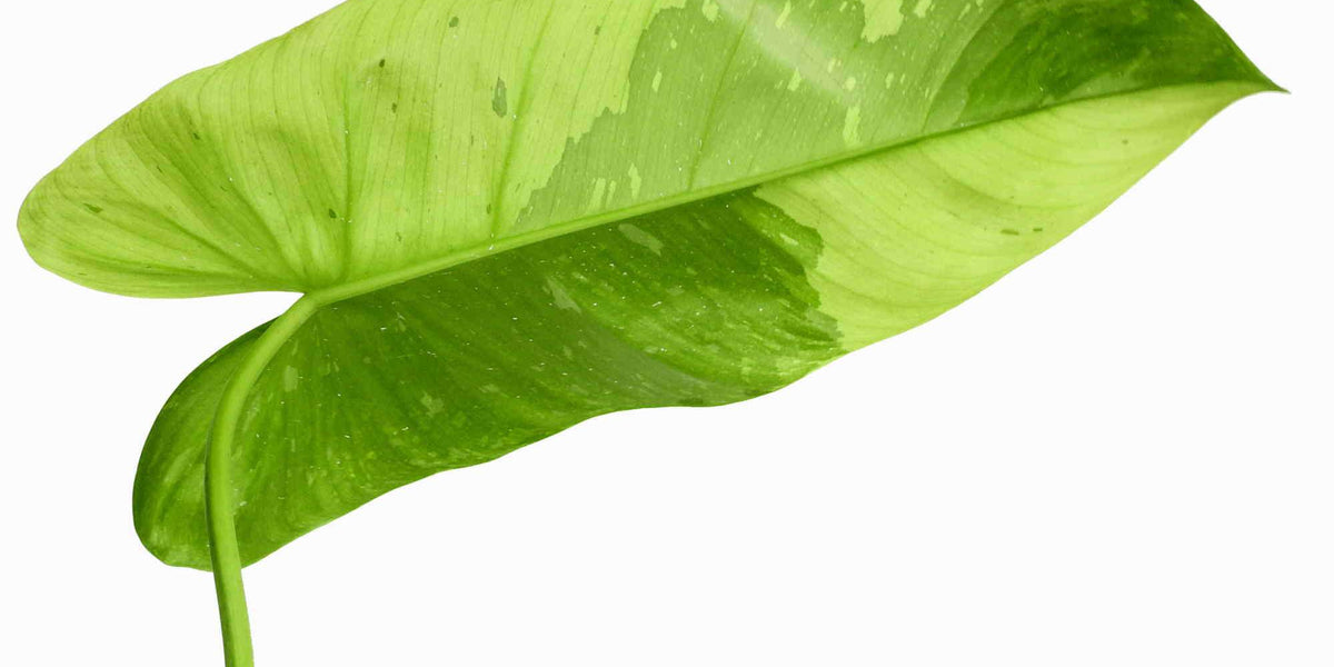 philodendron imbe common name Philodendron imbe 'Jose Buono' — Ecuagenera Europe GmbH