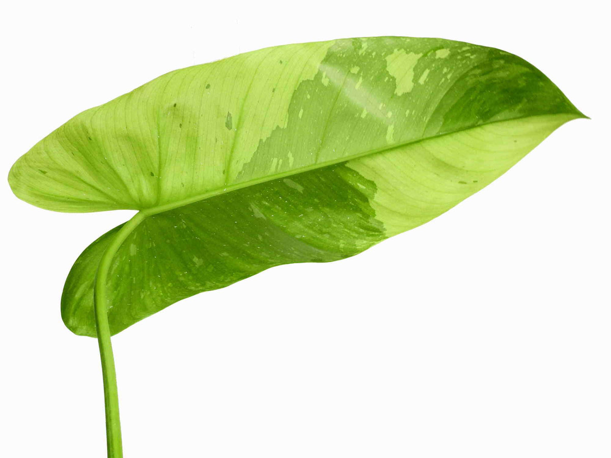 Philodendron imbe 'Jose Buono' — Ecuagenera Europe GmbH