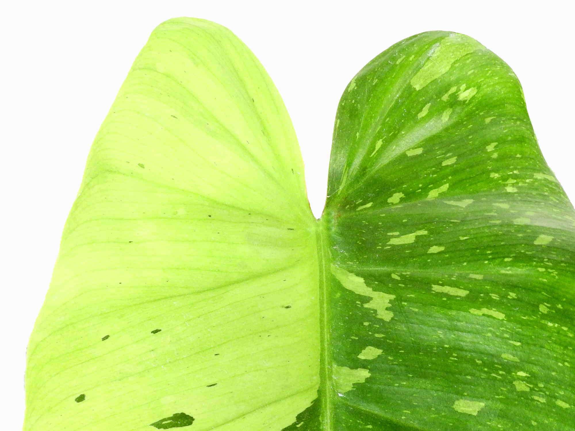 Philodendron imbe 'Jose Buono' — Ecuagenera Europe GmbH