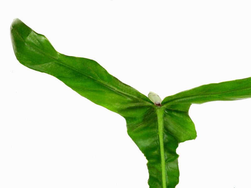 Philodendron x joepii