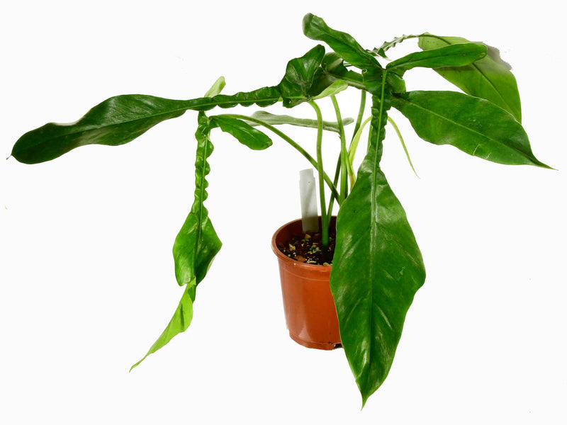 Philodendron x joepii