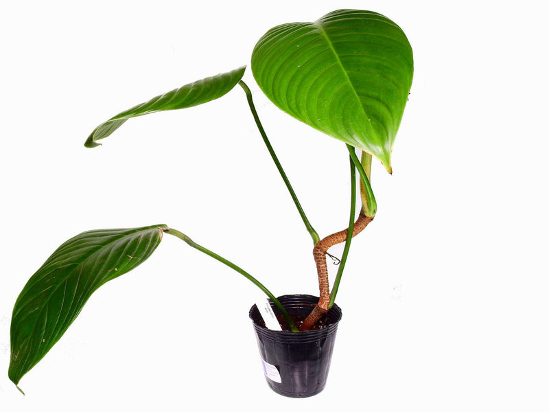 philodendron lentii Philodendron lentii — Ecuagenera Europe GmbH