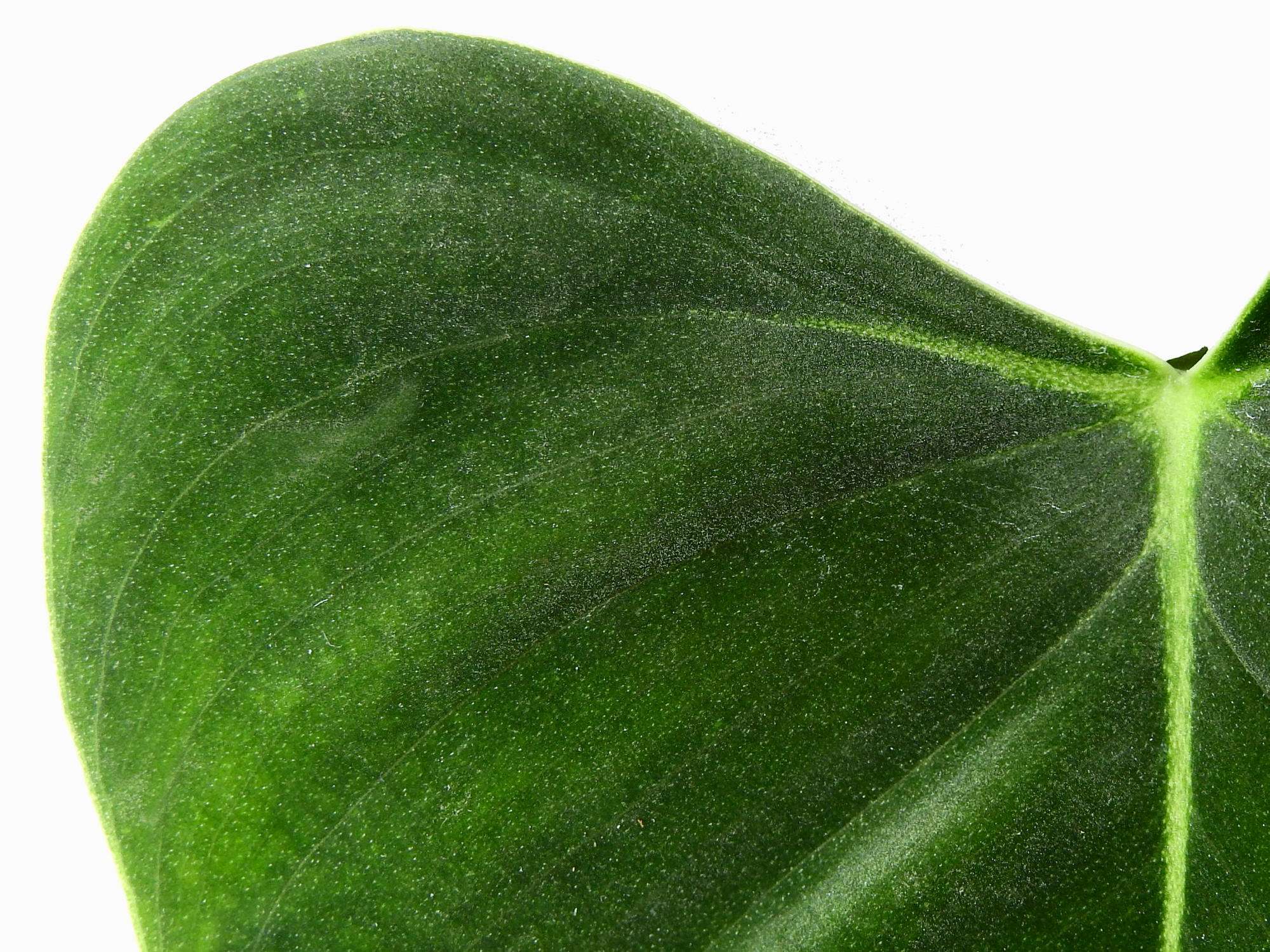 lupinum philodendron Philodendron lupinum — Ecuagenera Europe GmbH