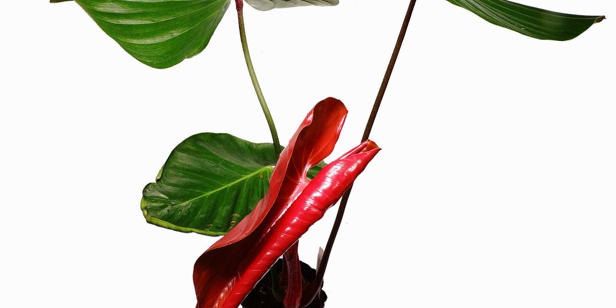 Philodendron lynamii  Ecuagenera Europe GmbH