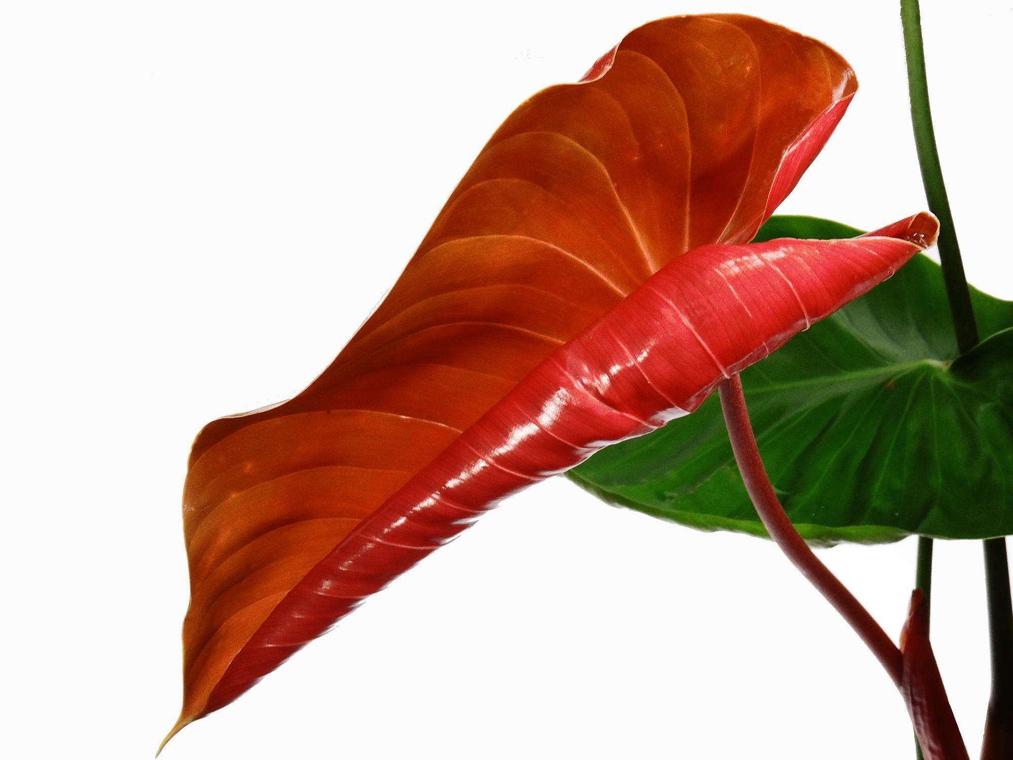 philodendron lynamii mature Philodendron lynamii — Ecuagenera Europe GmbH