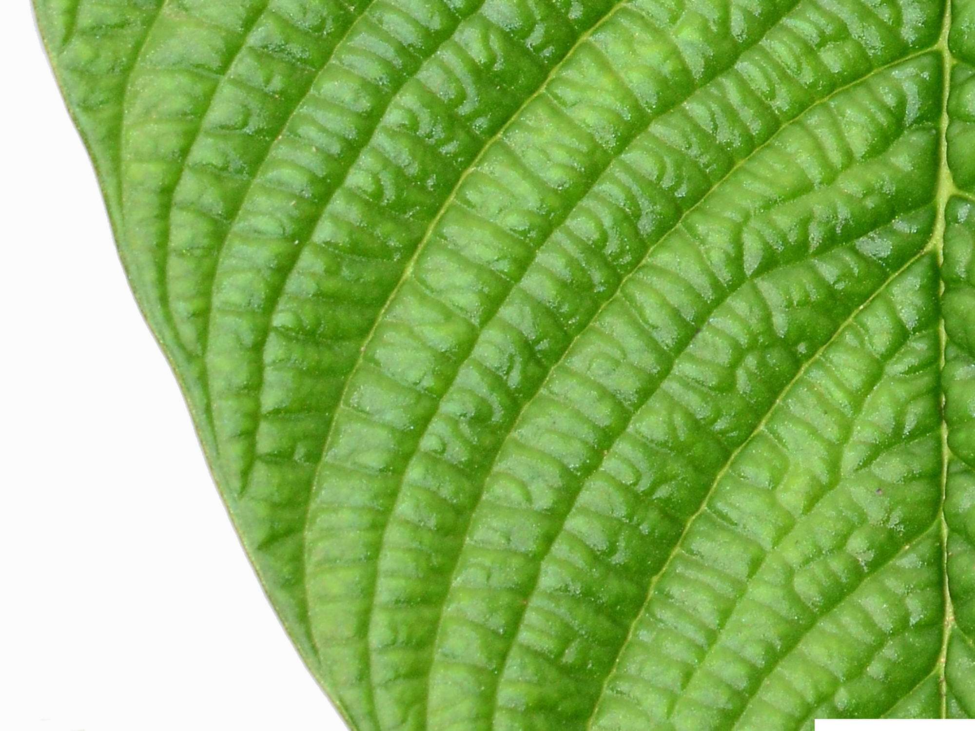 Philodendron lynnhannoniae  Ecuagenera Europe GmbH