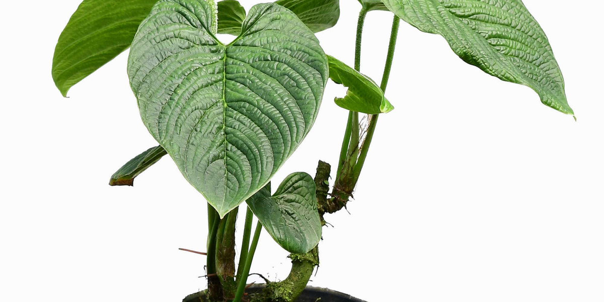 Philodendron lynnhannoniae — Ecuagenera Europe GmbH
