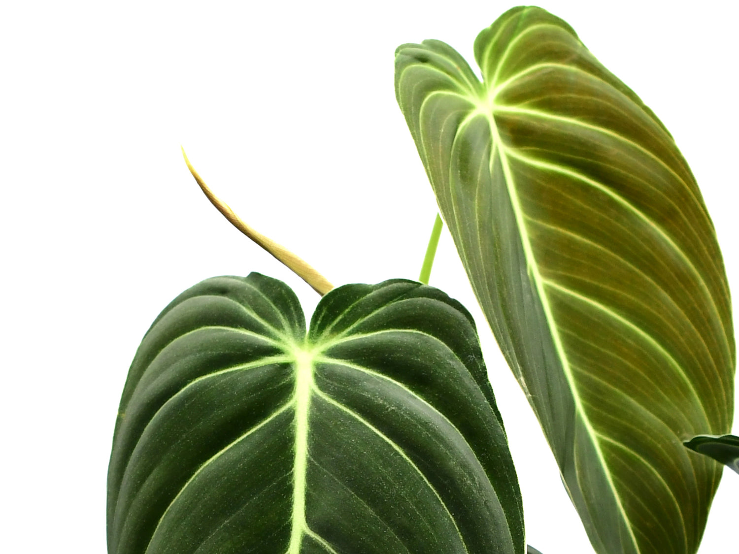 Philodendron melanochrysum