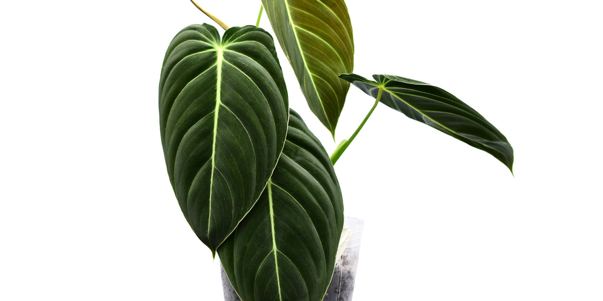 Philodendron melanochrysum — Ecuagenera Europe GmbH