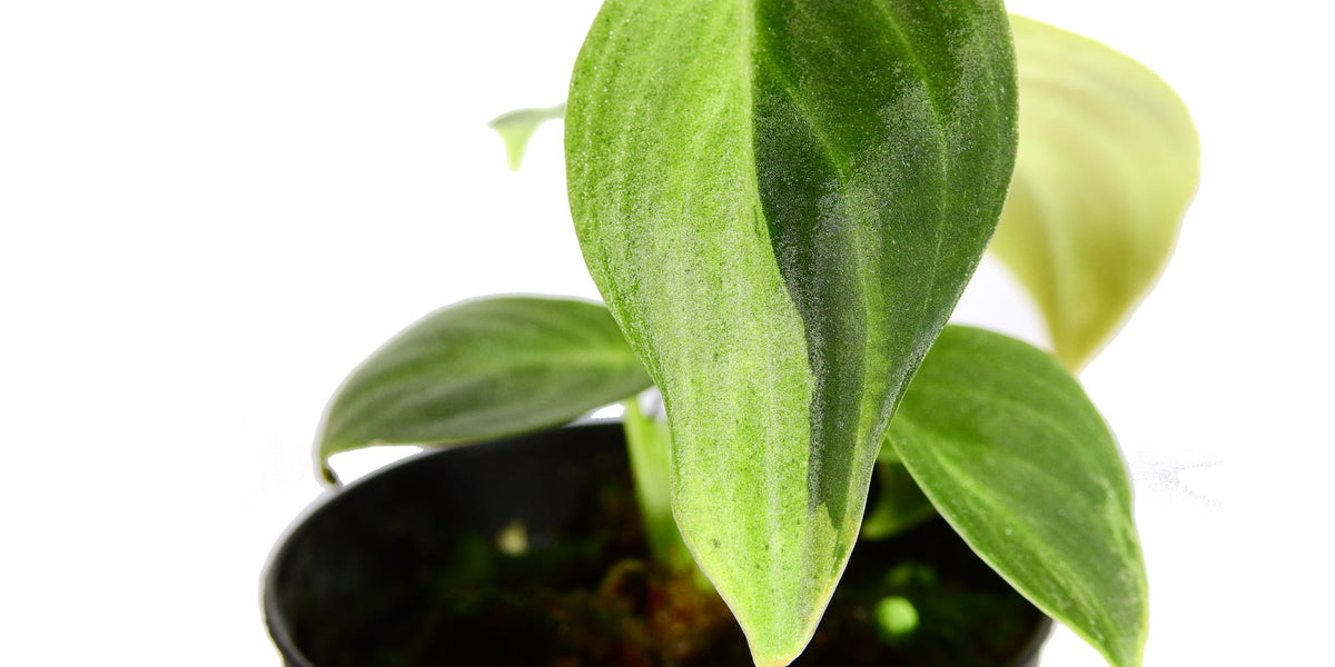 Philodendron melanochrysum variegata — Ecuagenera Europe GmbH