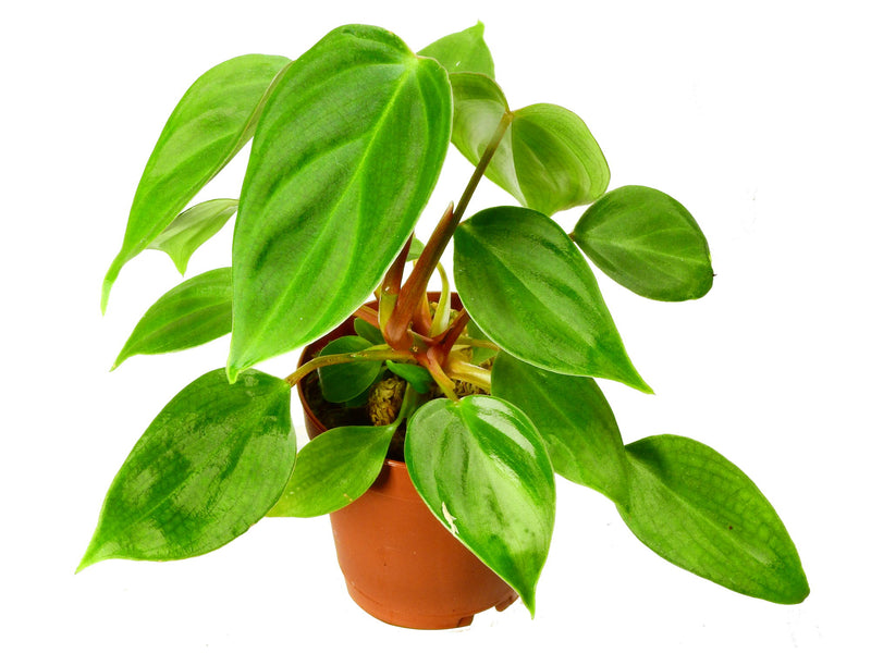 Philodendron nangaritense  XS (5,5cm Topf)