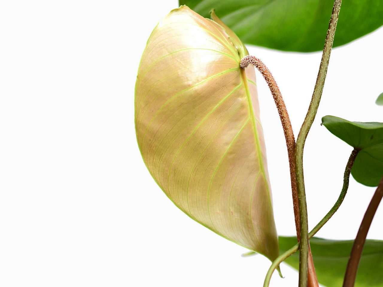 Philodendron nangaritense  Ecuagenera Europe GmbH