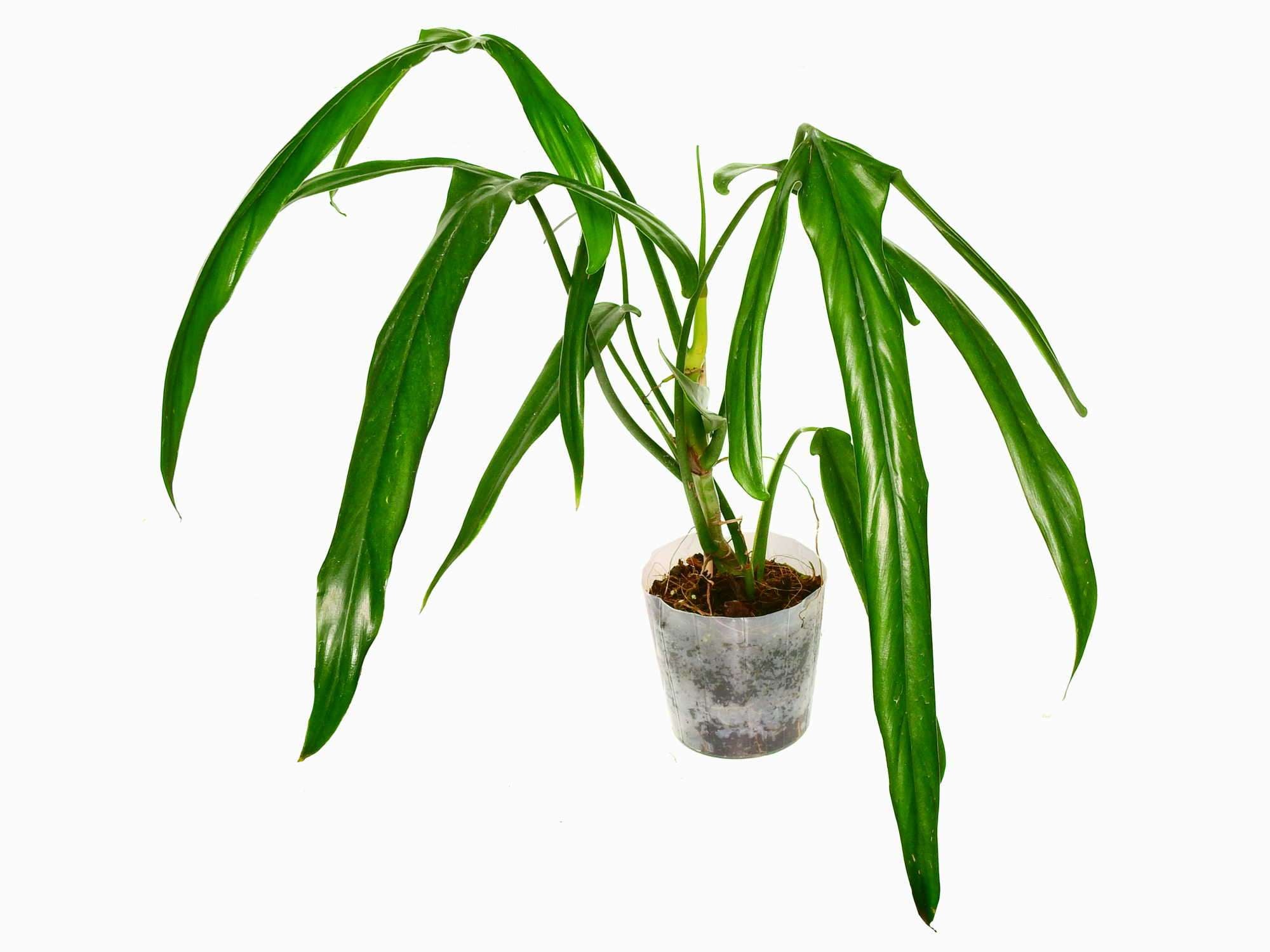 Philodendron paloraense — Ecuagenera Europe GmbH
