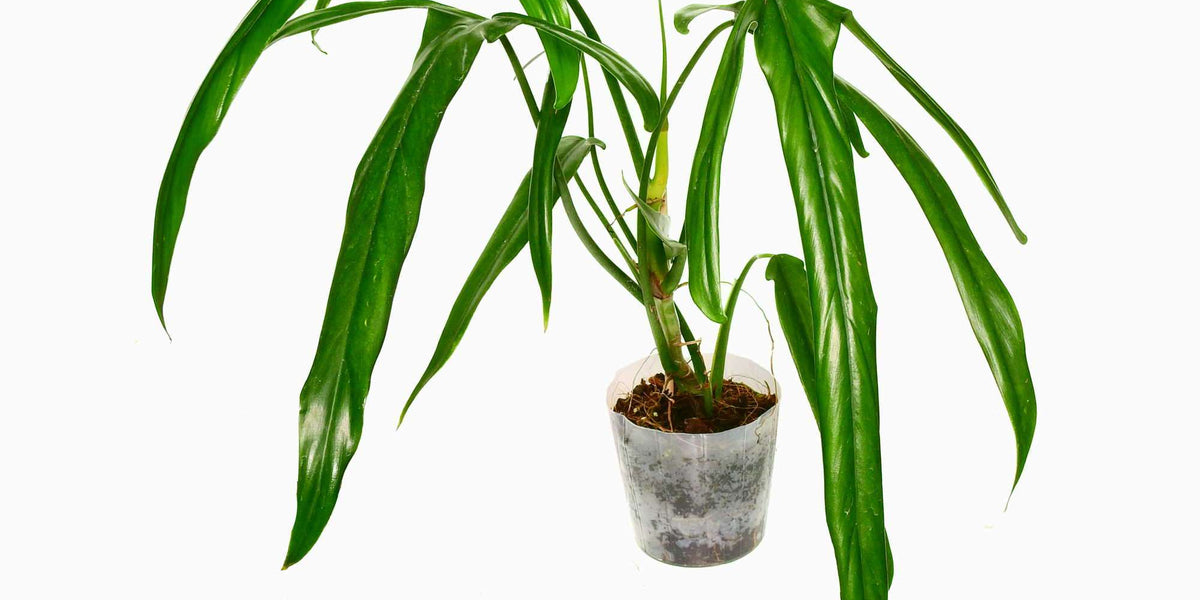 Philodendron paloraense — Ecuagenera Europe GmbH