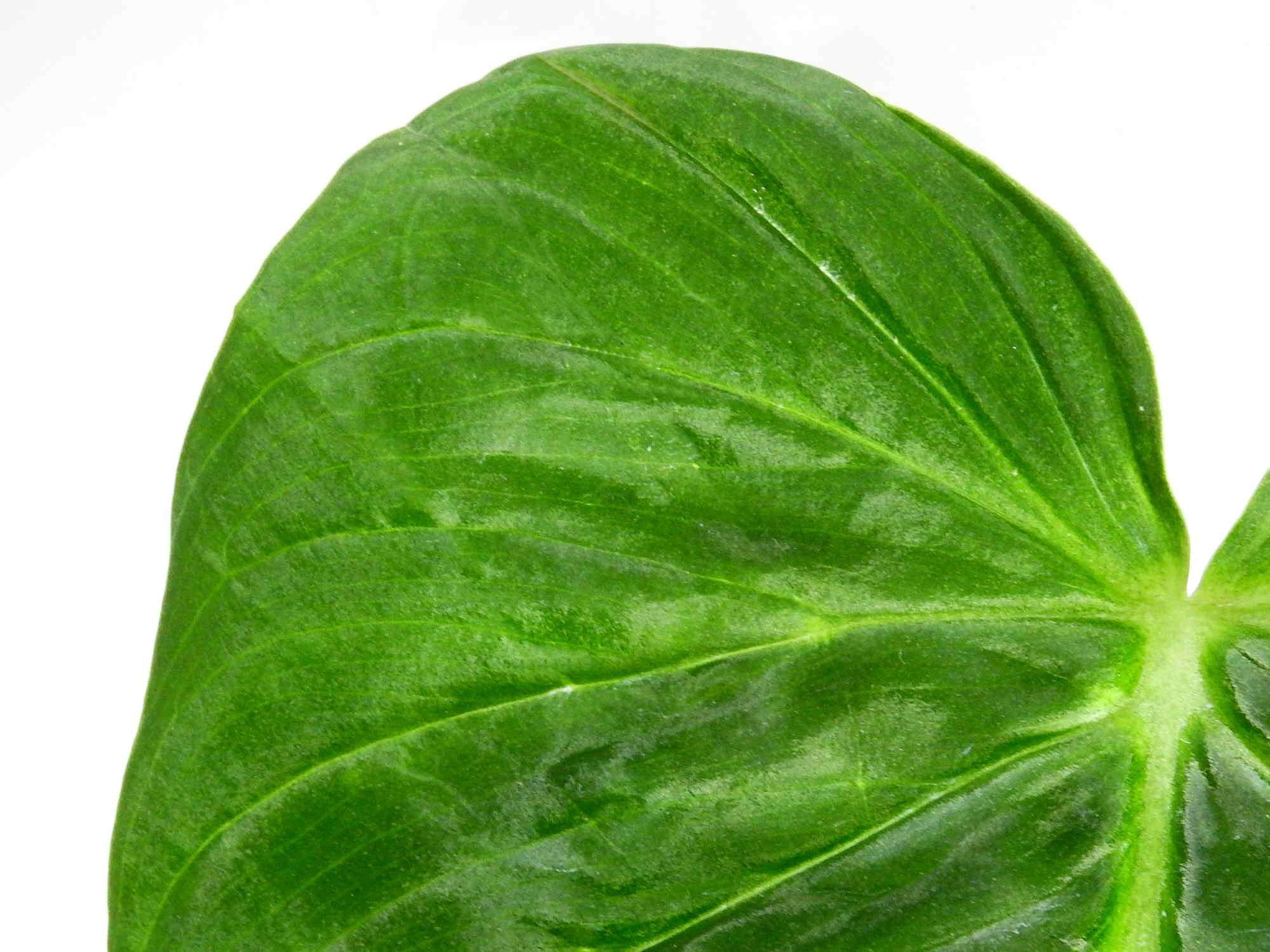 philodendron pseudoverrucosum Philodendron pseudoverrucosum — Ecuagenera Europe GmbH