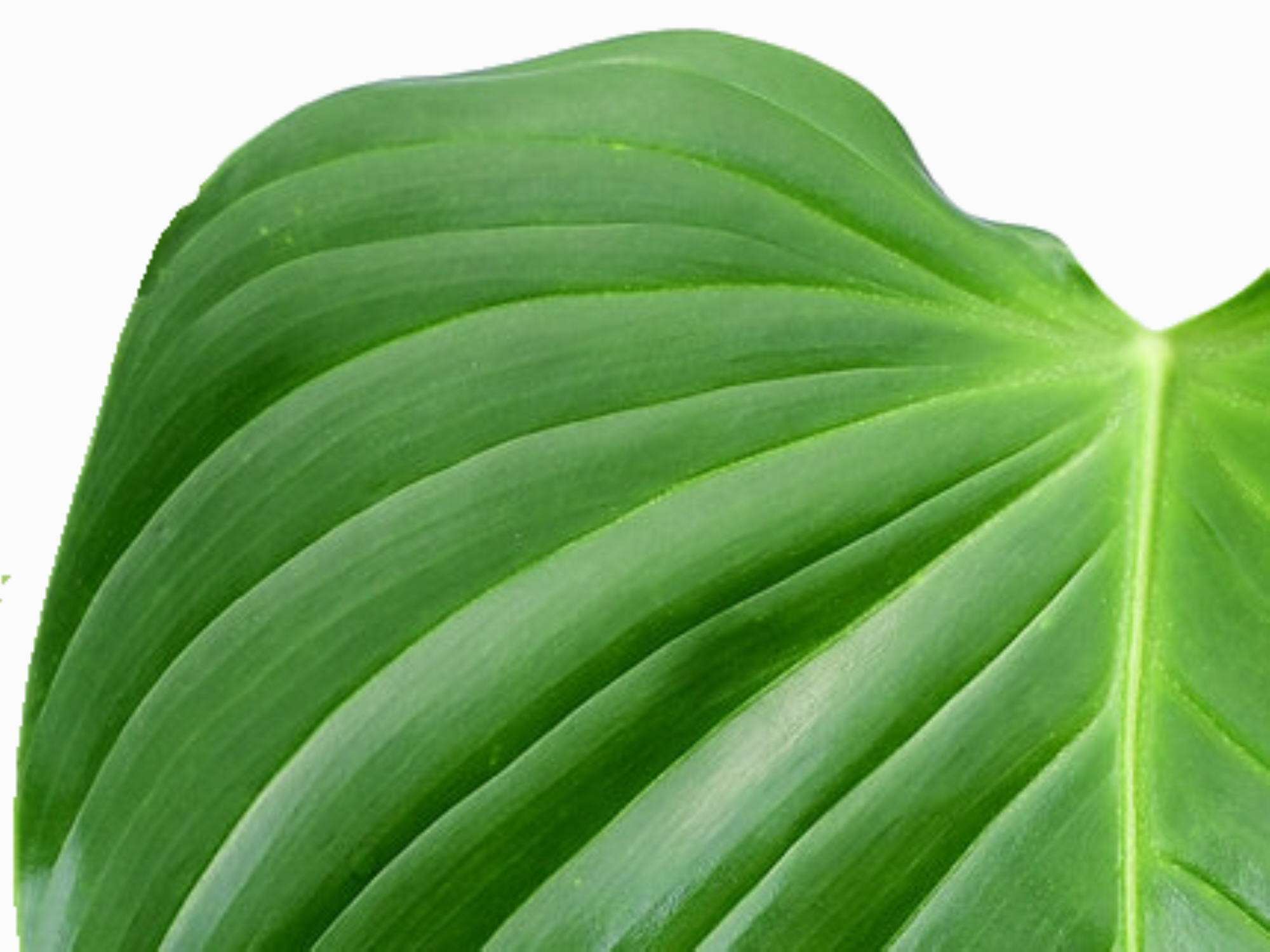 Philodendron quelalii 'Round' — Ecuagenera Europe GmbH