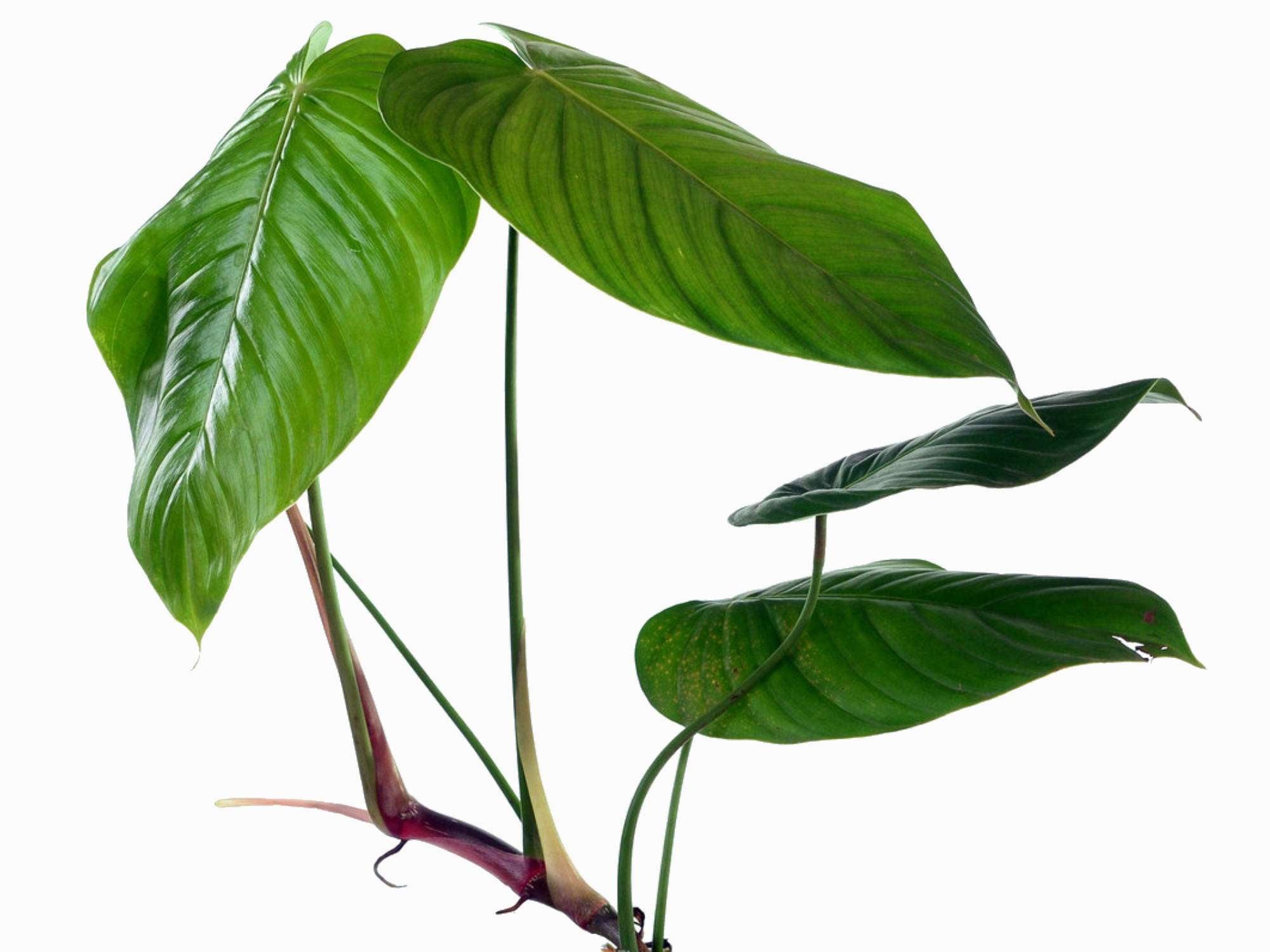 Philodendron quelalii 'Round' — Ecuagenera Europe GmbH