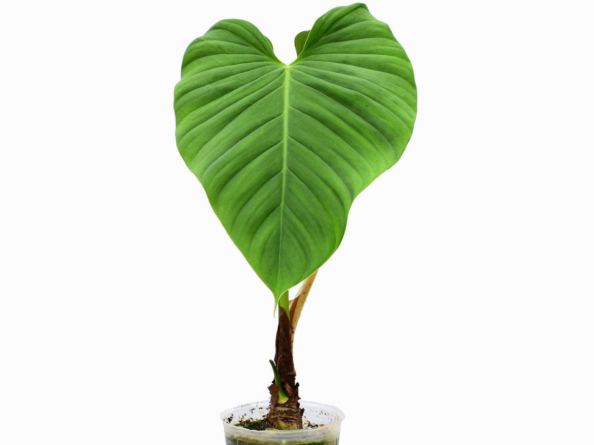 philodendron roseospathum Philodendron roseocataphyllum — Ecuagenera Europe GmbH