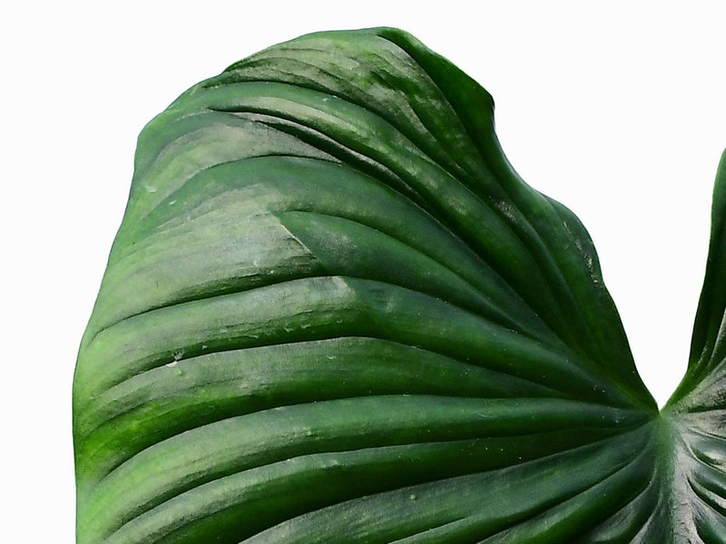 Philodendron rubrocinctum 'Platinum'