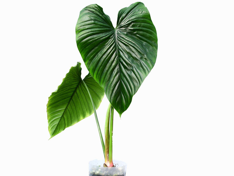 Philodendron rubrocinctum 'Platinum'