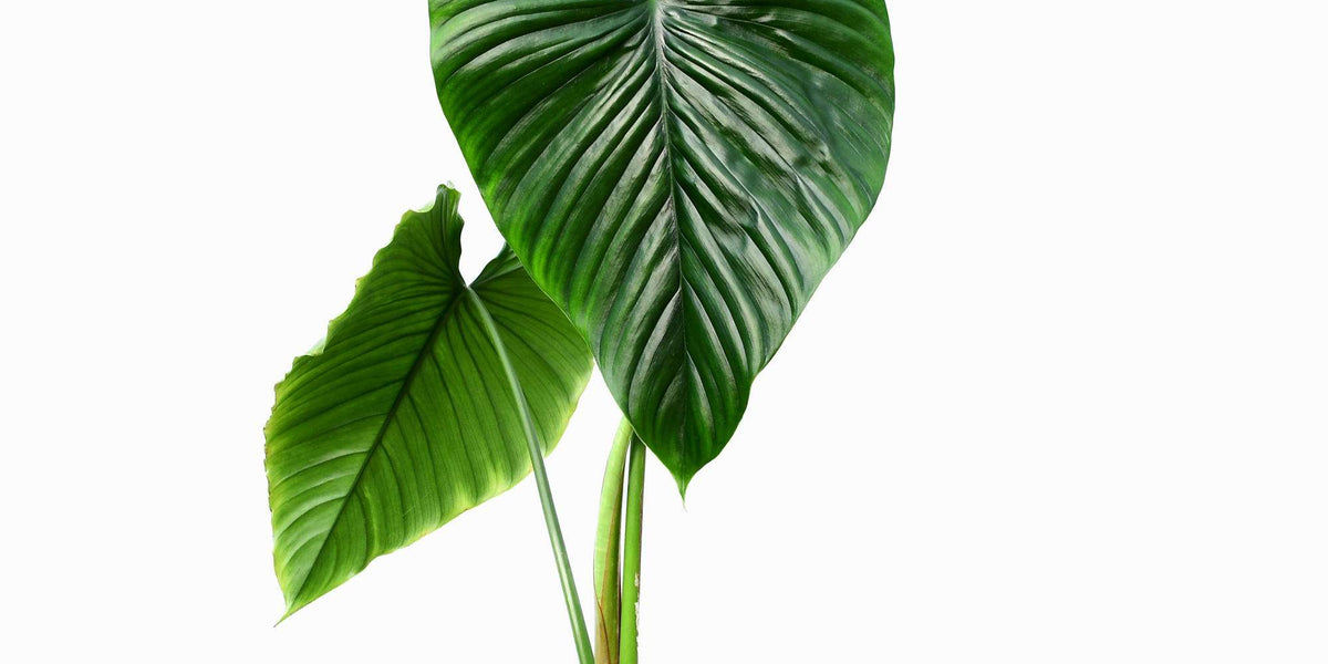Philodendron rubrocinctum 'Platinum' — Ecuagenera Europe GmbH