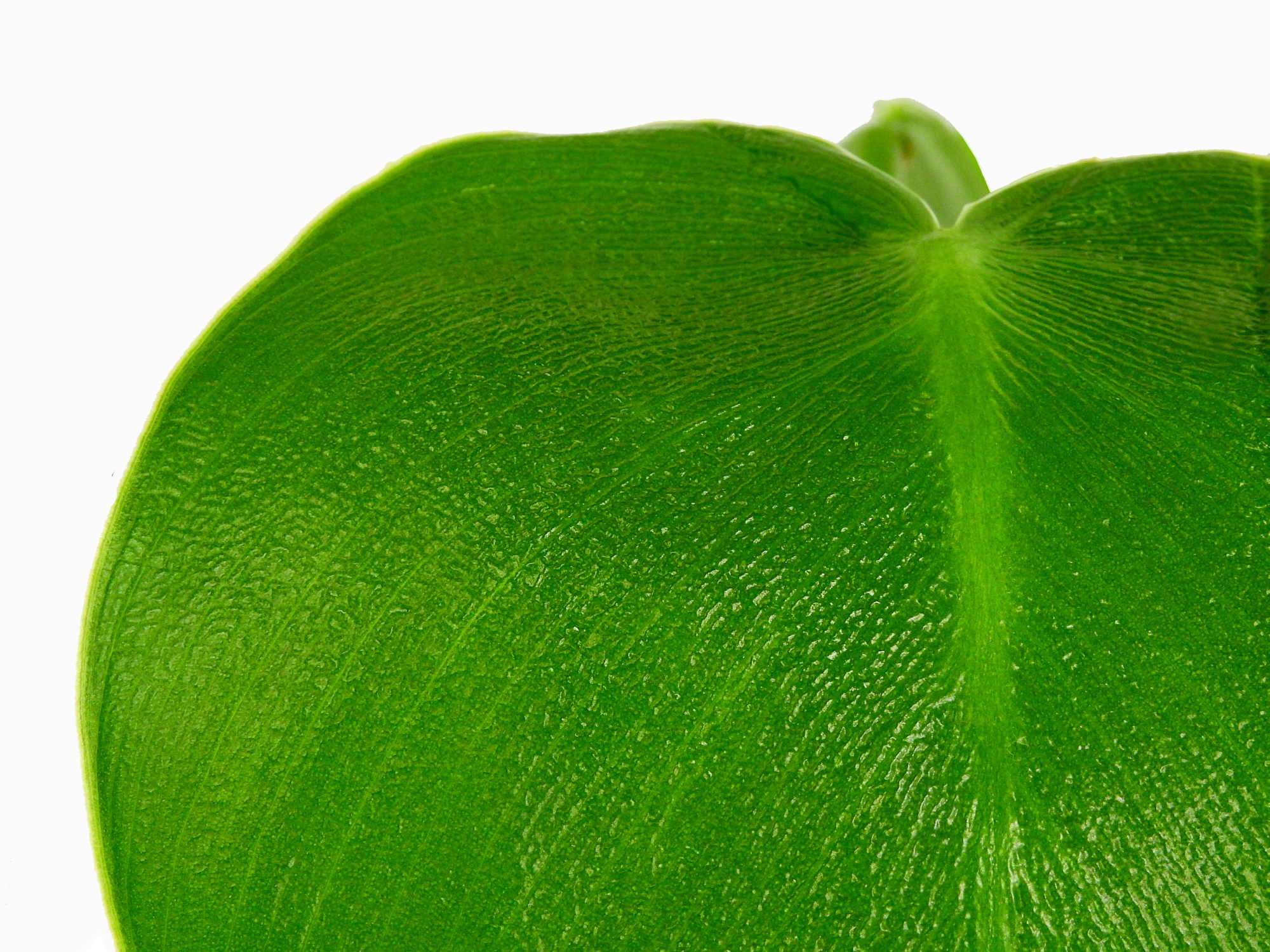 Philodendron rugosum — Ecuagenera Europe GmbH
