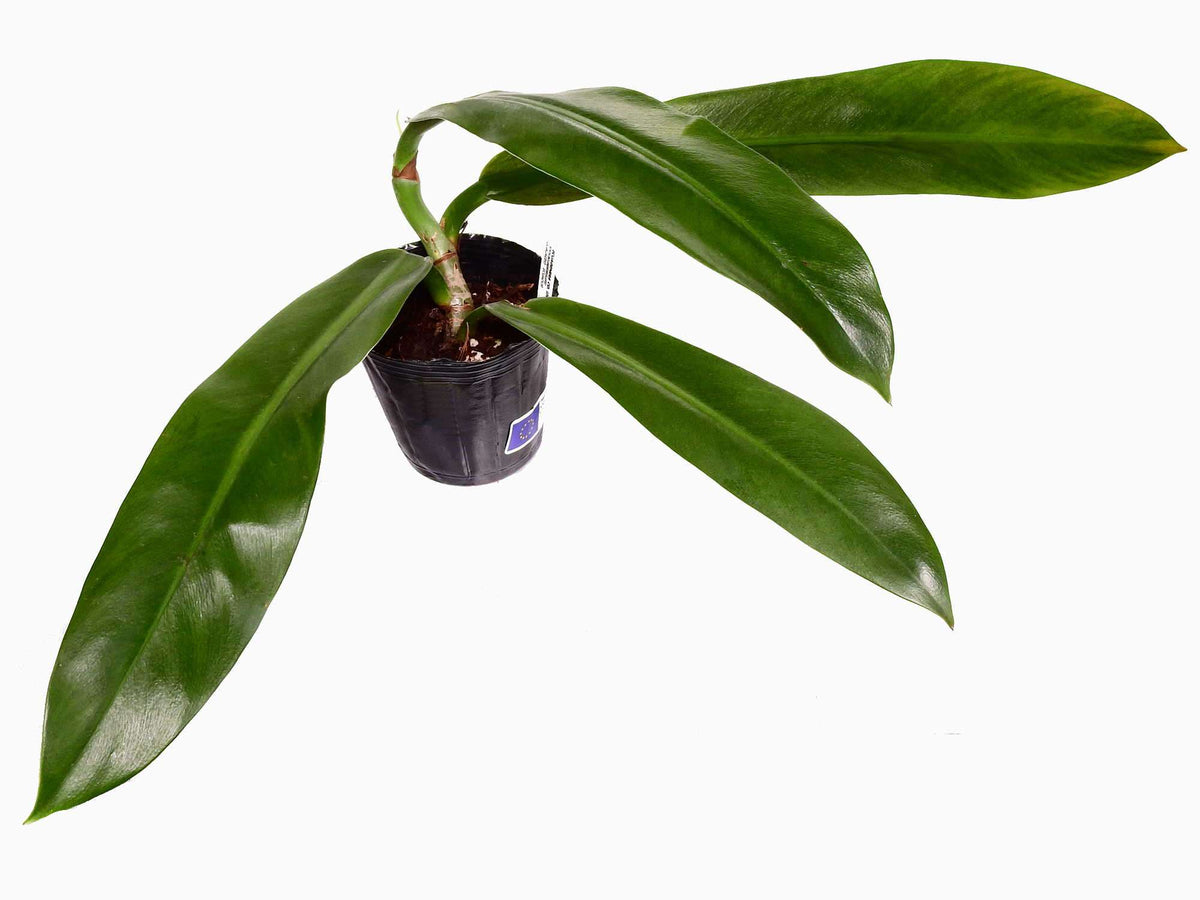 Philodendron ruizii — Ecuagenera Europe GmbH