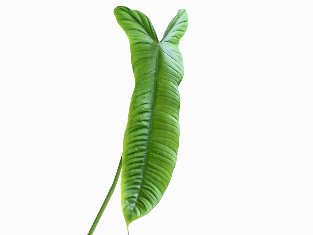 philodendron sharoniae mosquera Philodendron sharoniae 'Mosquera' — Ecuagenera Europe GmbH
