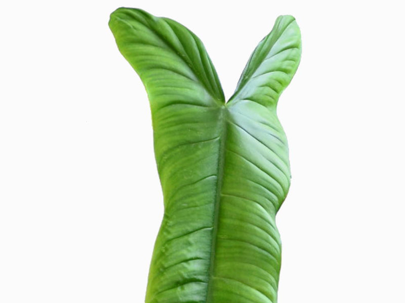 Philodendron sharoniae 'Mosquera'  S (11cm Topf)