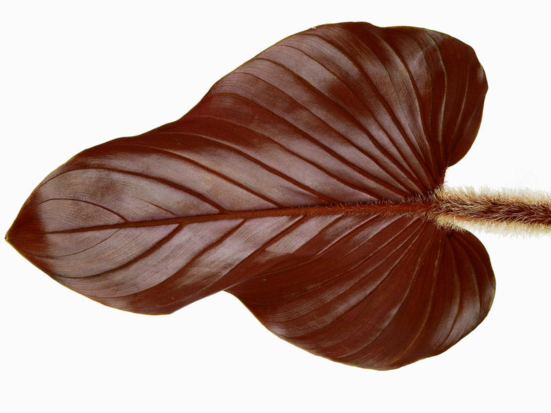 Philodendron squamicaule 'Pink'