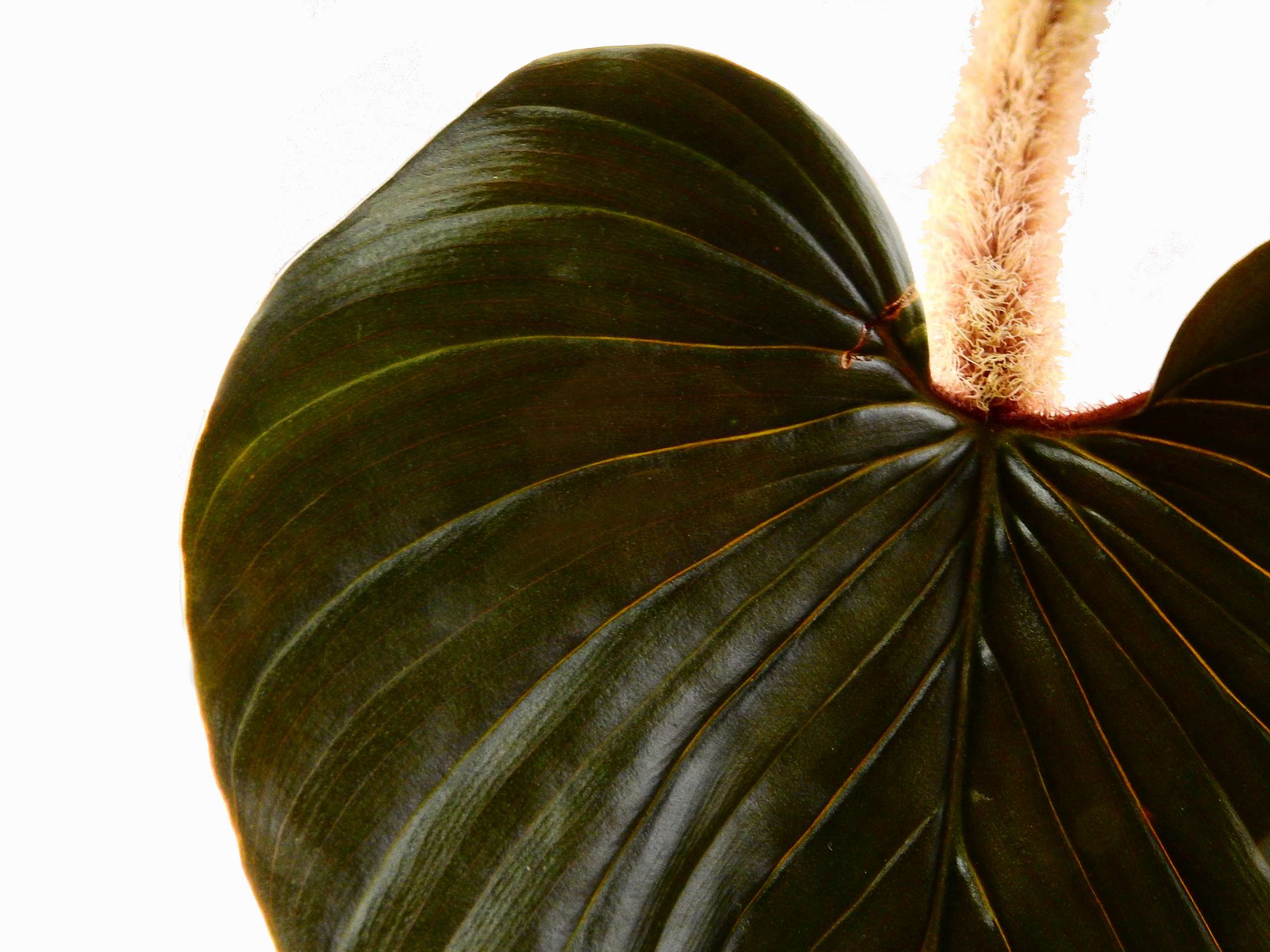 Philodendron squamicaule 'Pink' — Ecuagenera Europe GmbH