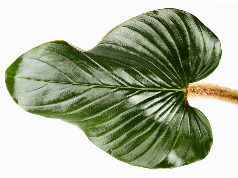 Philodendron squamicaule 'Pink'