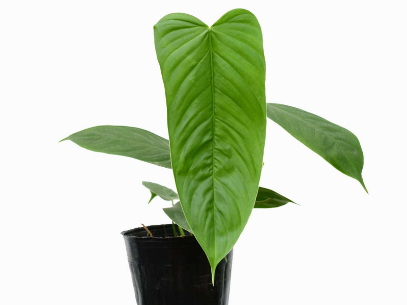 Philodendron tenue