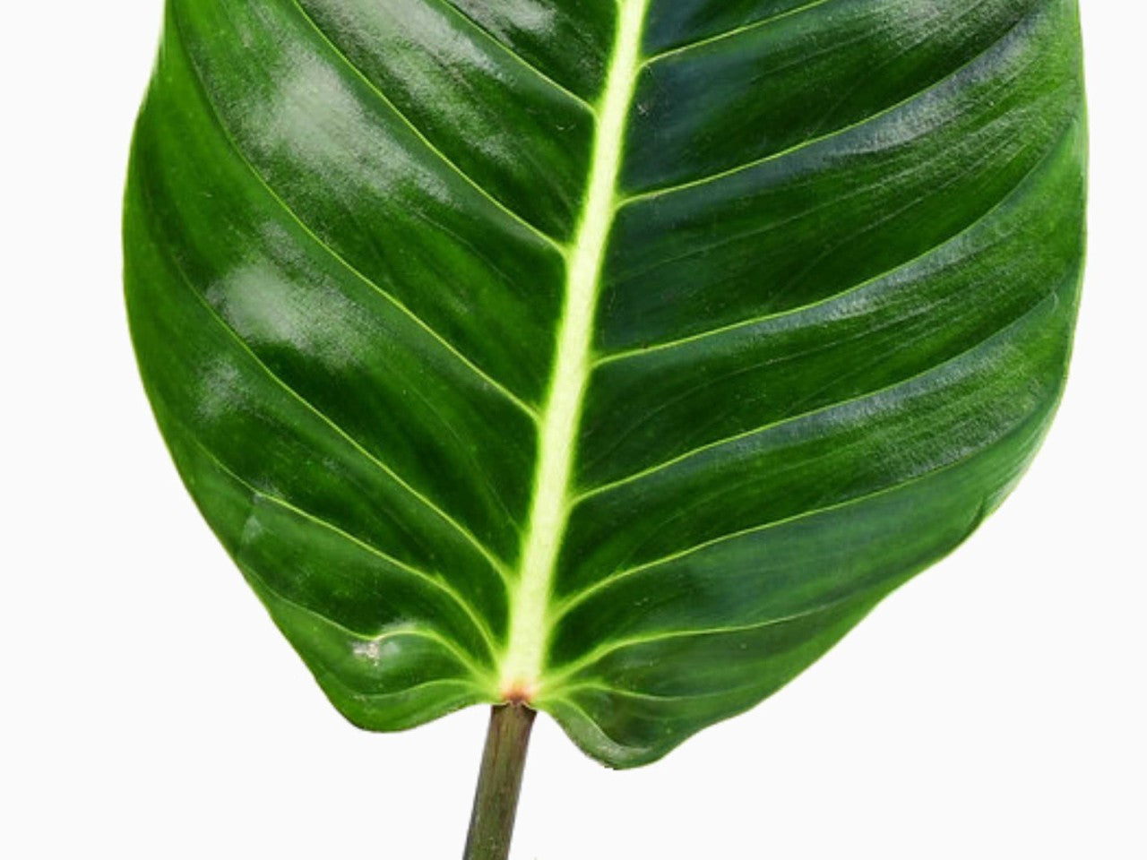 philodendron urraoense Philodendron urraoense — Ecuagenera Europe GmbH