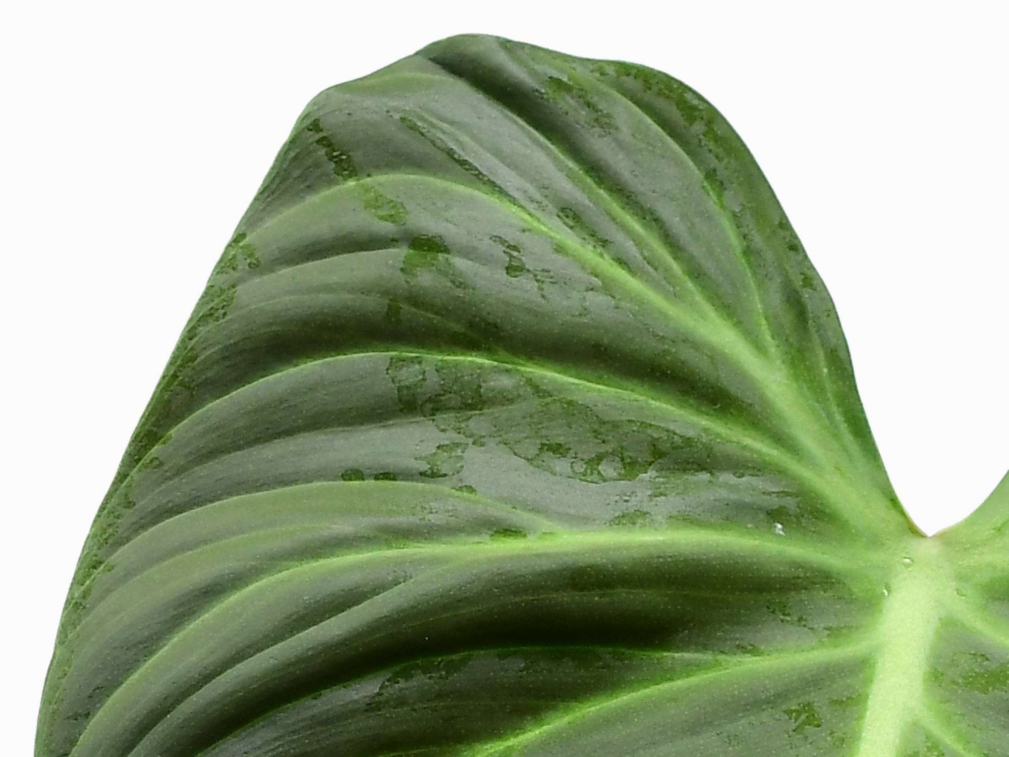 philodendron rubrijuvenile Philodendron rubrijuvenile (aka Philodendron Choco Red) — Ecuagenera Europe GmbH