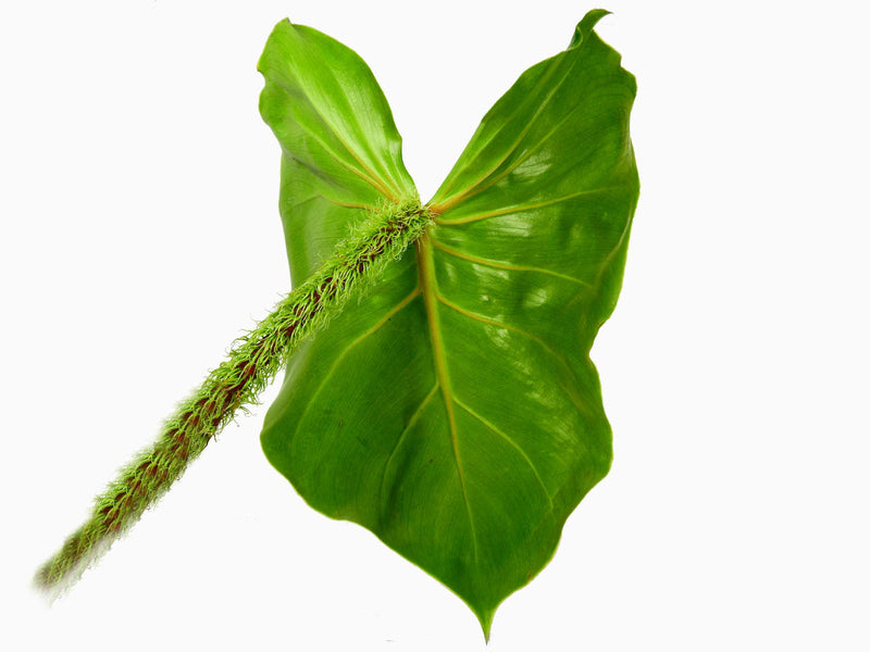 Philodendron fibrosum
