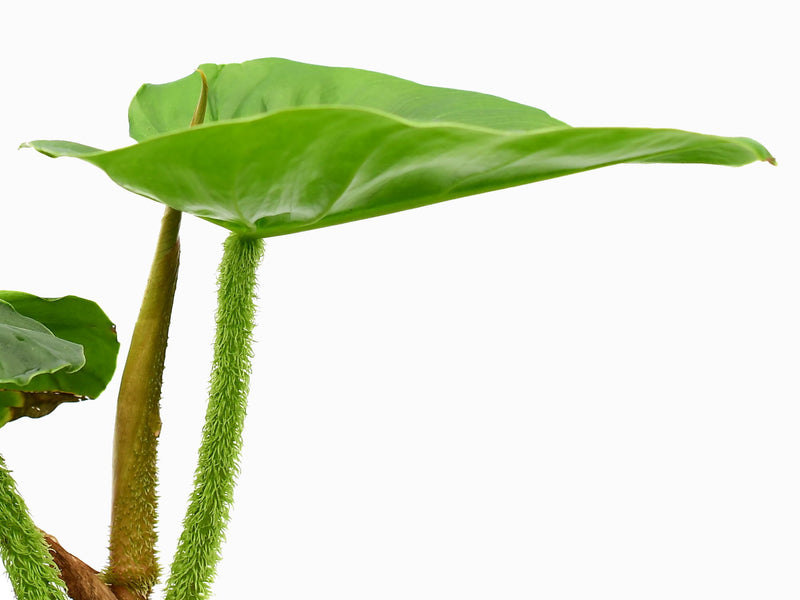 Philodendron fibrosum