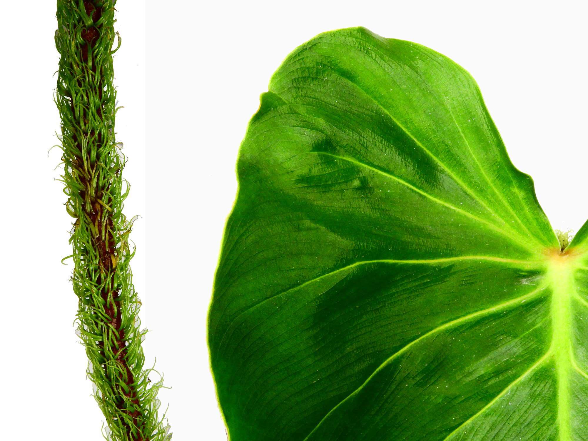 Philodendron fibrosum — Ecuagenera Europe GmbH