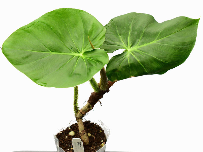 Philodendron fibrosum