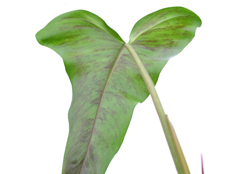 Philodendron paloraense x Philodendron Jose Buono