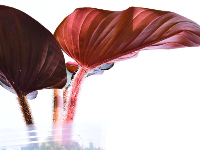 Philodendron squamicaule 'Pink'