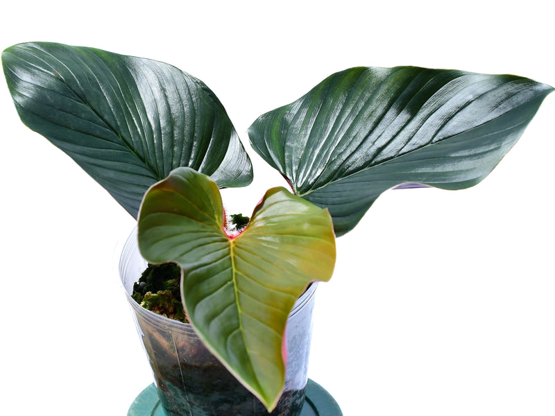 Philodendron squamicaule 'Pink'
