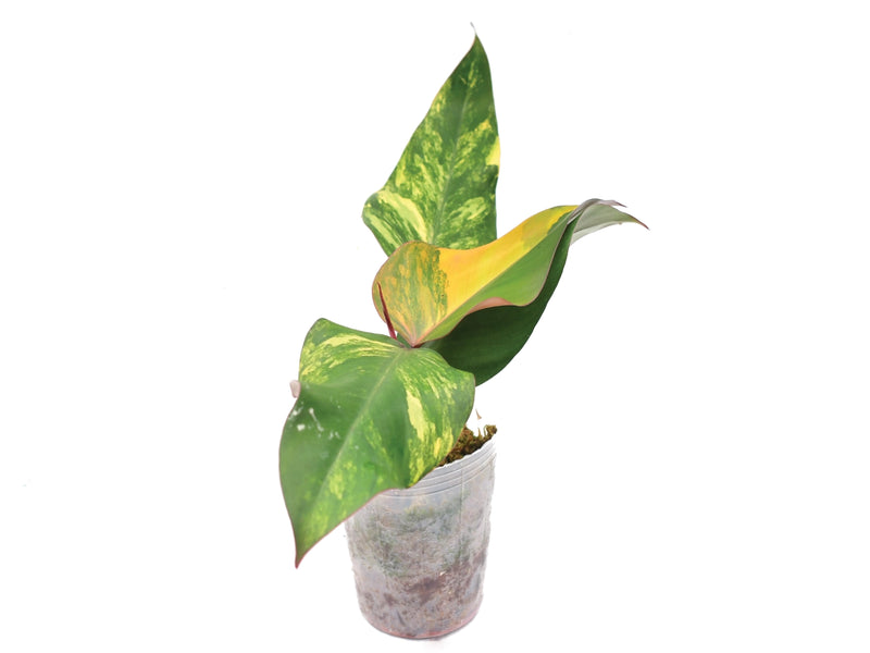 Philodendron Strawberry Shake