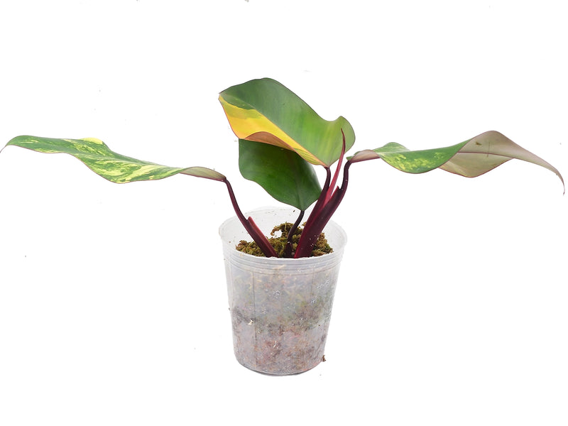 Philodendron Strawberry Shake