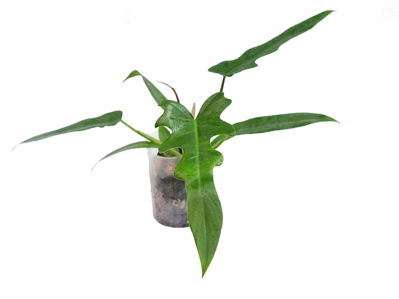 Philodendron Gothic Elegace