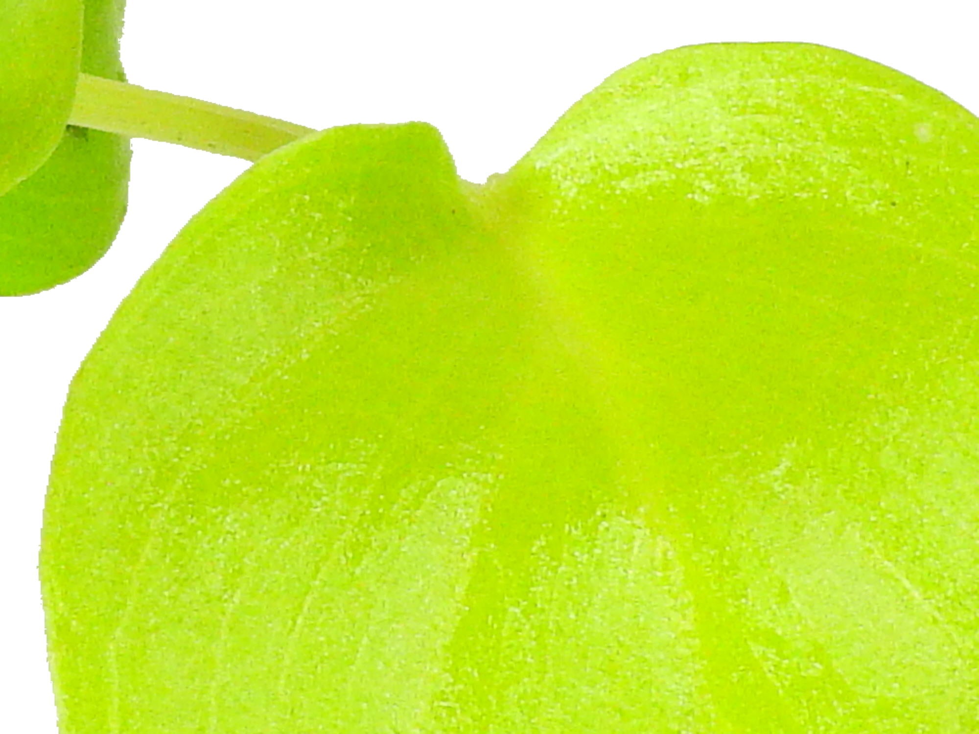 Philodendron bipinnatifium 'Gold' XS (5,5cm Topf)  Ecuagenera Europe GmbH
